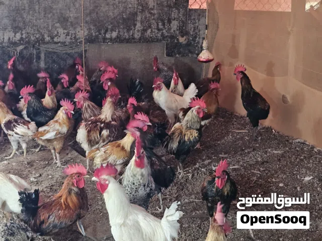 للبيع دياكه محليه