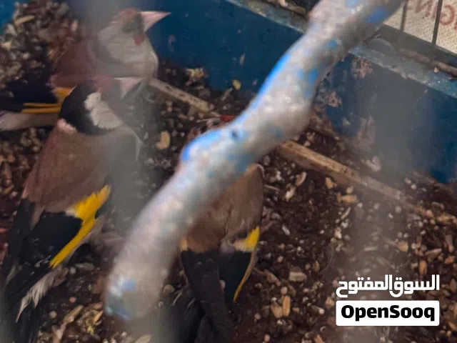 ثلث حبات حسون للبيع