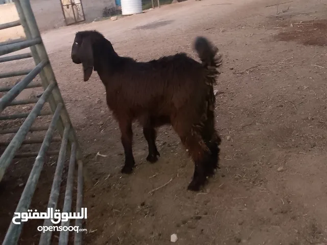 صخله صلات انبي عمر ثلاث شهور صحه ونضافه مكفوله من جميعو