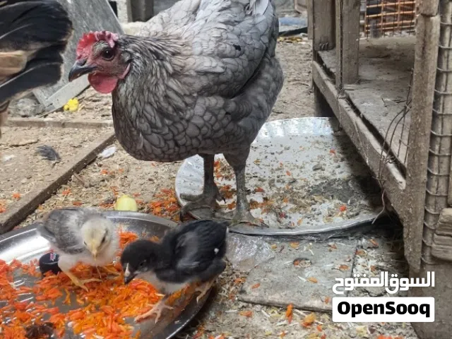 دجاجتين عرب اصلي امايات وافراخ دخاني  الدجاجه الرصاصيه دخانيه عرب  والذهبيه عرب مطوگ شمسي