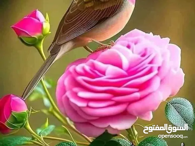 جبنة غنم مكفولة طعم وجوده