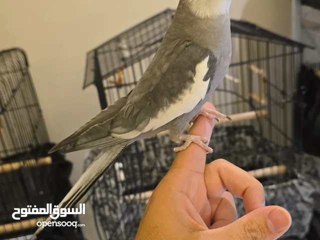 كاروان هولندي اليف