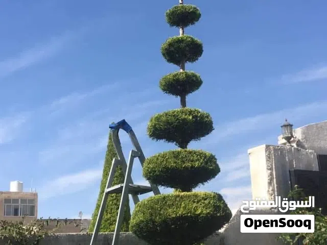 تقليم جميع انواع الاشجار