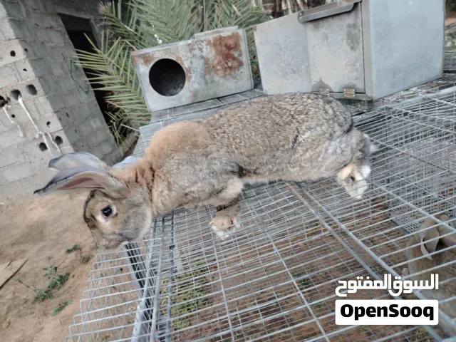 متوفر اقفاص ارانب