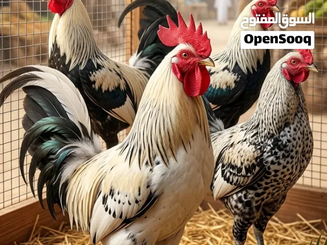5ديوجه لمعرفه نوعهن اقره وصف