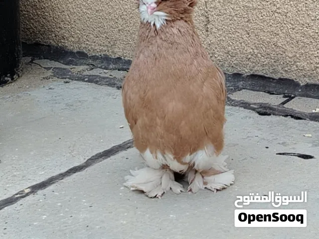تك فحل أربيلي جاهز وزايف خط أول طير انه كاص الي فوك عيونه اهواي ماخذ منه