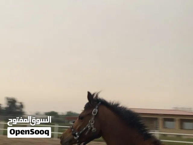 فرس عربيه معسوفه