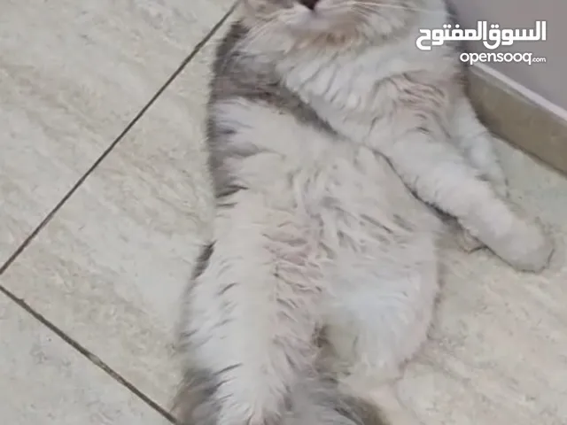 للبيع صغار وكبار انواع مختلفه اقراء الوصف متوفر عندي 13 قط