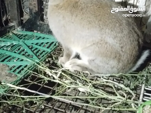 ارنب الماني عمره 5 شهور