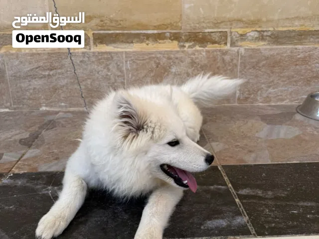 كلب سمويد أنثى