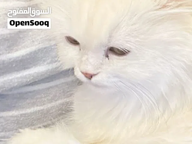 Cat for adoption Riyadh