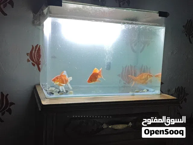 حوض اسماك معا 3 سمكات زينة