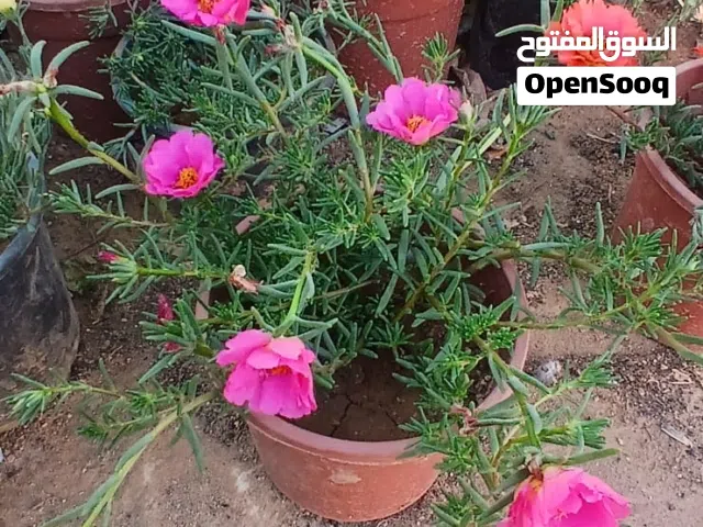 ريحان للاكل وزهور متنوعه