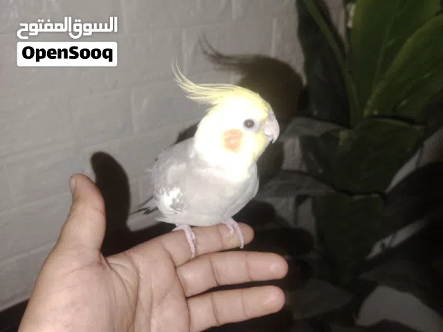كروان ذكر الف جدا