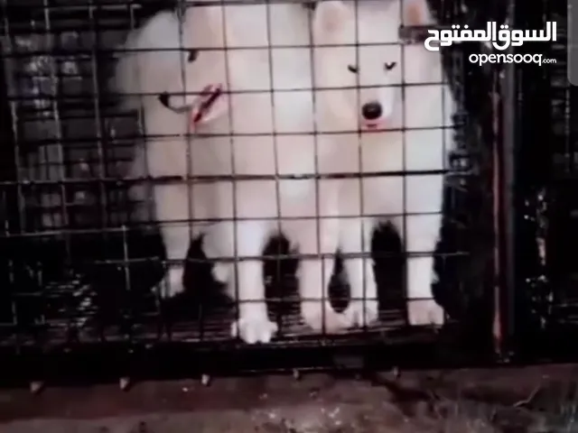 نتايه ساموايد للبيع واصلها من ايطاليا والمكان الجيزه هرم الليبيني فيصل