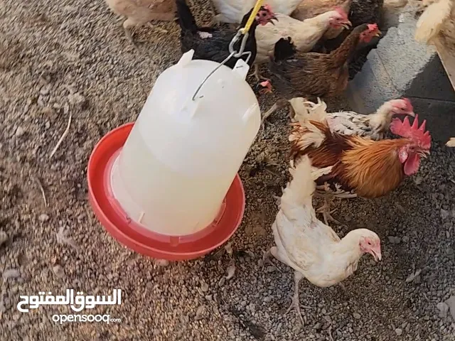 11 و 12 دجاج عماني مع 3 دياكة للبيع