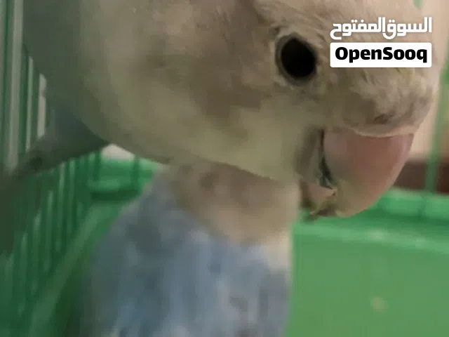زوج ببغاء روز قابل التفاوض بي شي بسيط