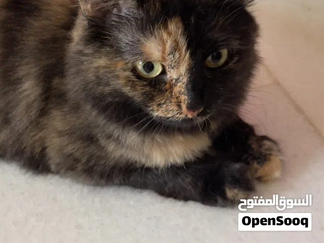 قطه أنثى مهجنه للتبني