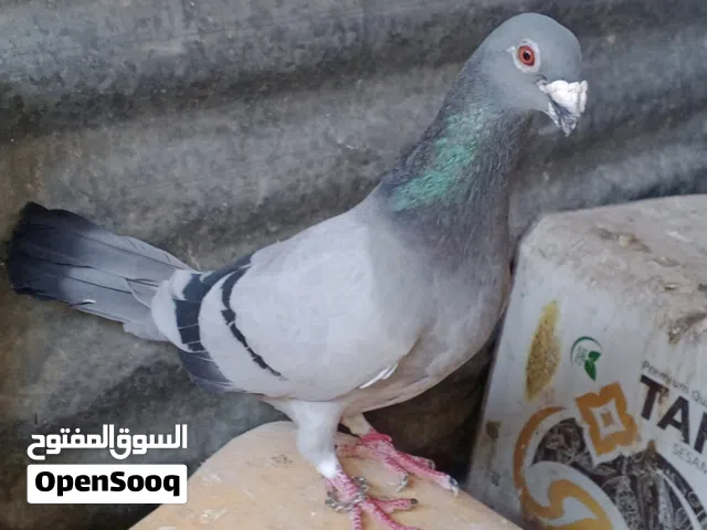 جوزين للببع بسعر نار اقرأ الوصف