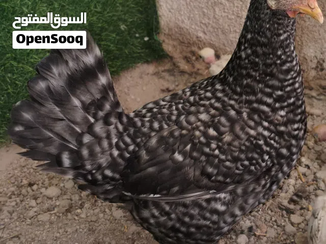 متوفر هاي القطعتين حلووات و بياضات مشروطات صحه و بيض القطعه (20)