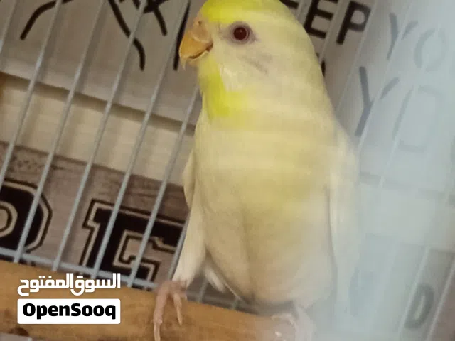 انثى بادجي