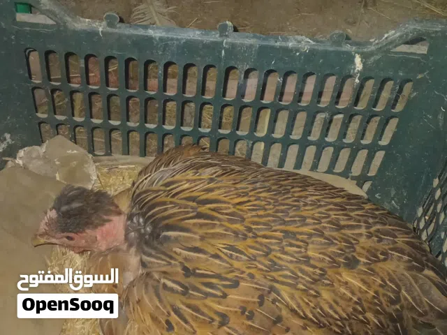 دجاجه امركيبه راكا خشنه