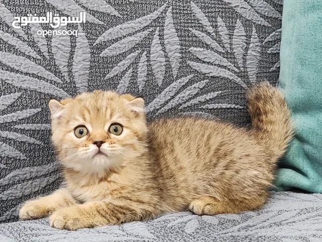 كيتنز مميزين سكوتش فولد اورانج وسيلفر