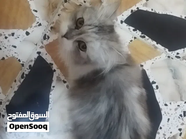 قط شيرازي للبيع