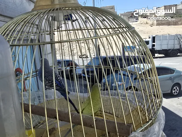 عصفور حب عدد 2 أنثى ذكر + قفص دائري