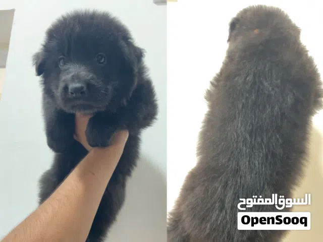 جراوي جيرمن لونج هير
