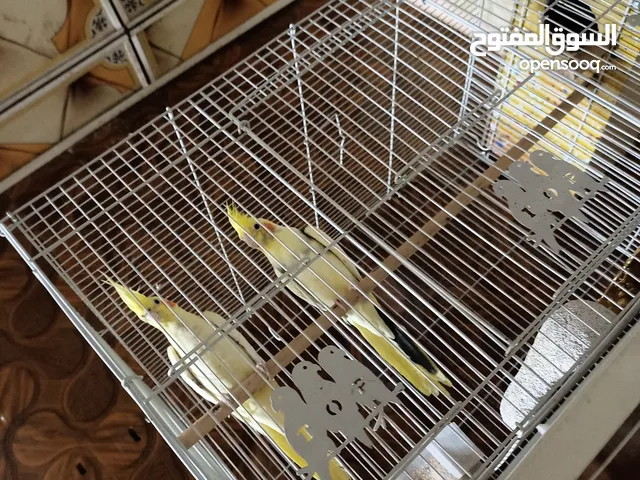 زوج كوكتيل طيور صحه وخشونه اقره تفاصيل
