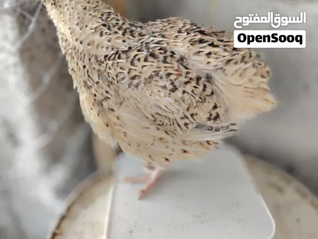 بيض سمان متنوع  و دجاج متنوع لتفقيس