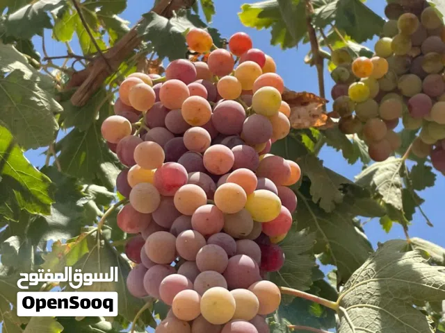 مزرعة جميلة جديدة عمرها سنتين مثمرة فيها كامل الخدمات للبيع