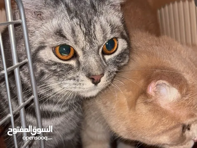 يجونك مع اكلهم و البيت