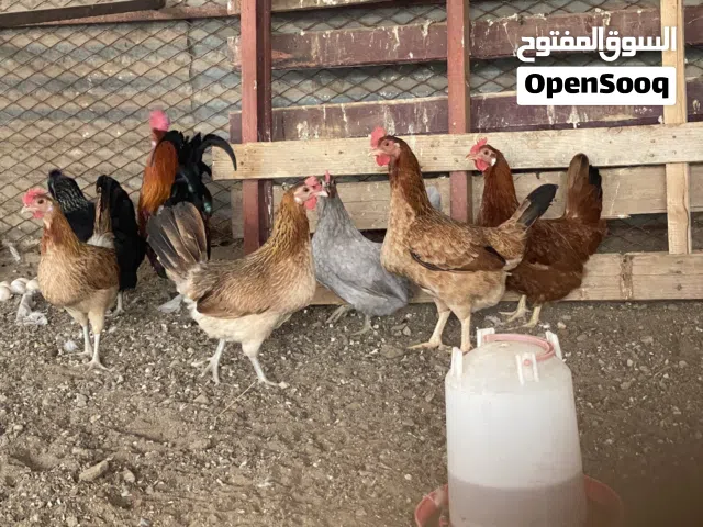 السلام عليكم ورحمة الله وبركاته