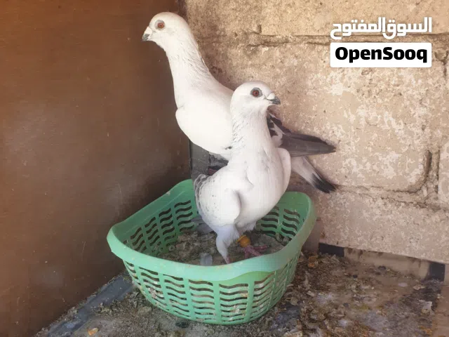جوز شفرات صلات النبي الطيره ع البيكار تبارك الرحمان والفحل حلاة وعلاوه شي نخب