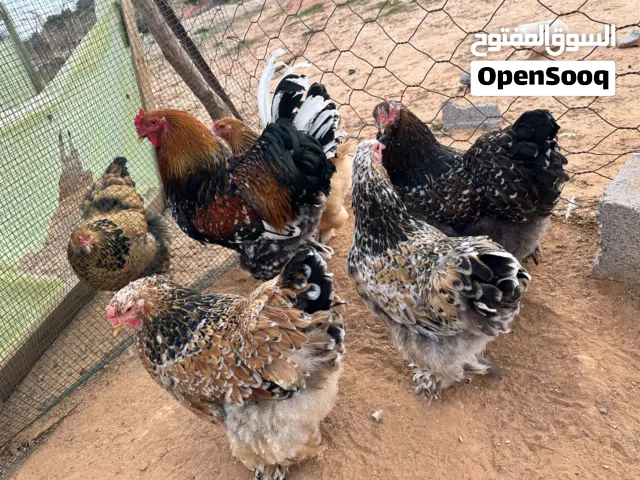 دجاج ابراهما زهري