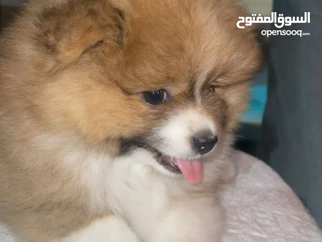 تي كاب تيدي فايس بومارينيان ألوان نادرة مكس ابيضّ بني بيج اسود مع رمادي يحب اللعب في صحة جيدة ذكي