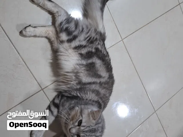 قط شانشيلا