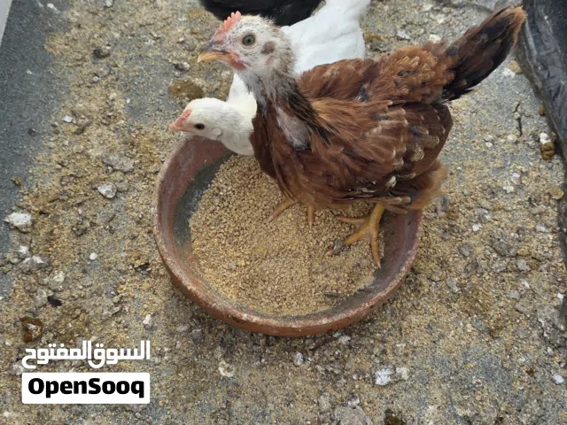 فروخ عمر شهرين ونص