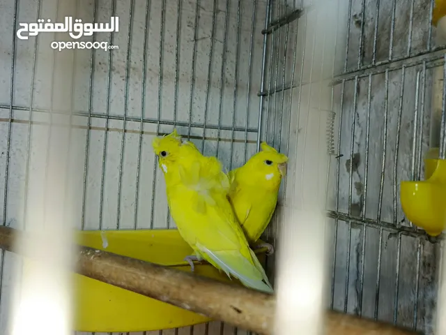 جوز حب هوجو رومو لاتينو وردات فل شغال للبيع او للبدل علا جوز كنار .. اقرأ الوصف .. للبيع بدون قفص