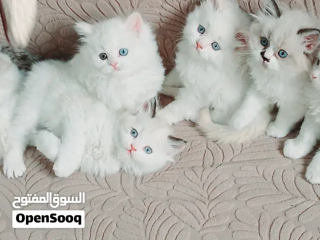ragadoll bure females & males 45 days used litter box