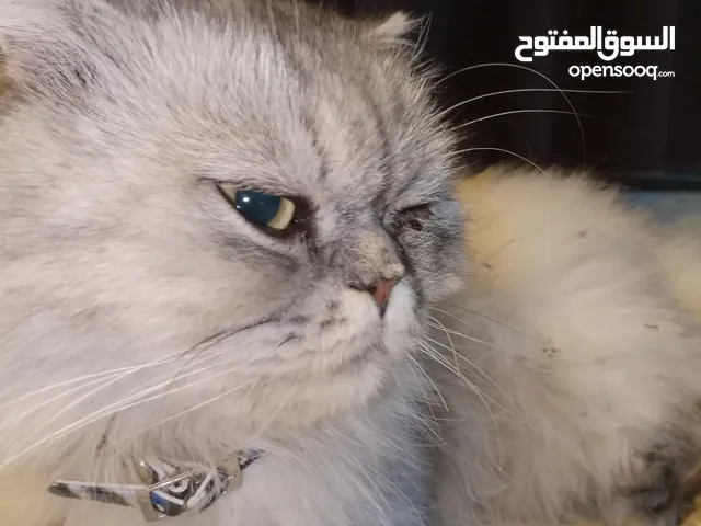 قطه هملايا انثى