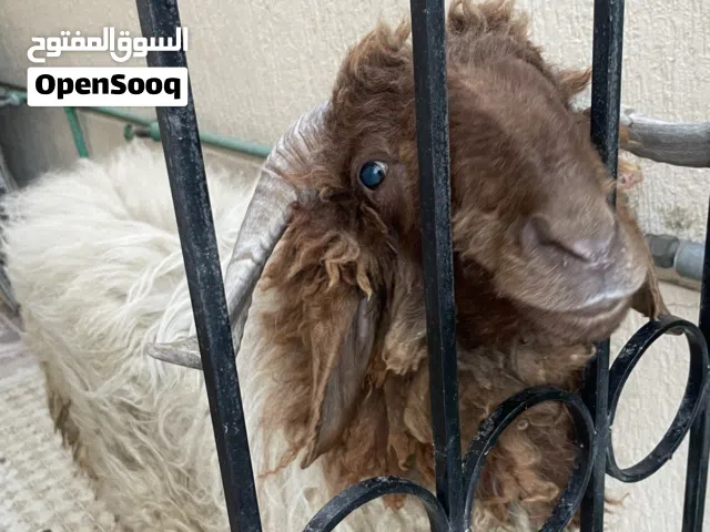 اضحيه عربي للبيع