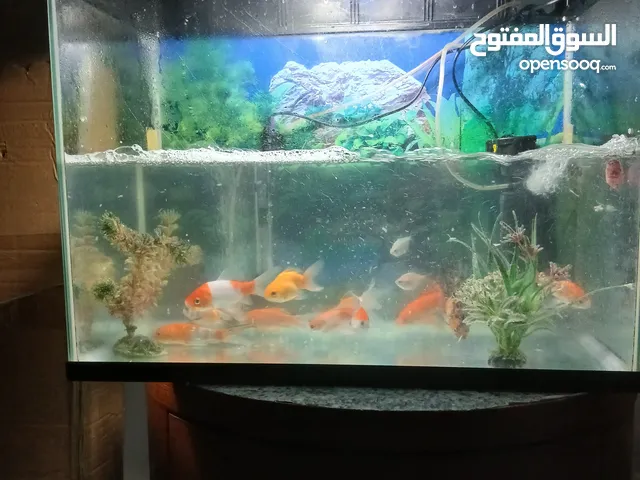 حوض سمك زينه نظيف جدا