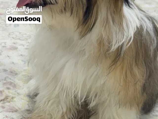 2025 ليس لدي مكان المناسب لتربيته