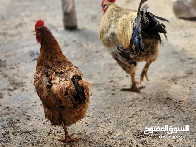 دجاجه وديج عرب للبيع