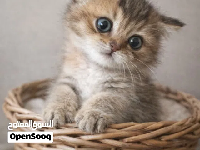 45 days SILVER CHINCHILA kitten