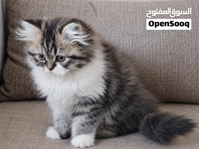 كتن تبارك الرحمان شوفولي المستوى هملايا توب نضافه بسعر مناسب جدا جدا الله يبارك لصاحب النصيب