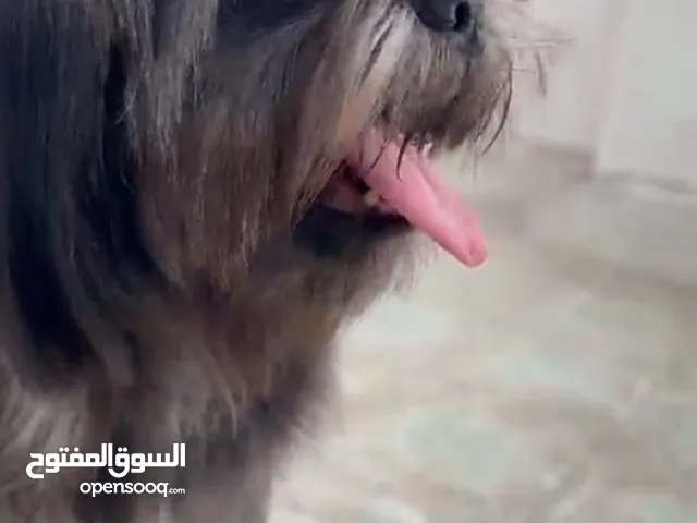 شيتزو ميني انثى